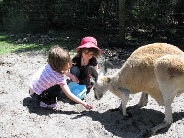 Caversham Wildlife Park Review: Get Up Close With Australia's Unique Wildlife 2 children feeding kangaroos at caversham wildlife park