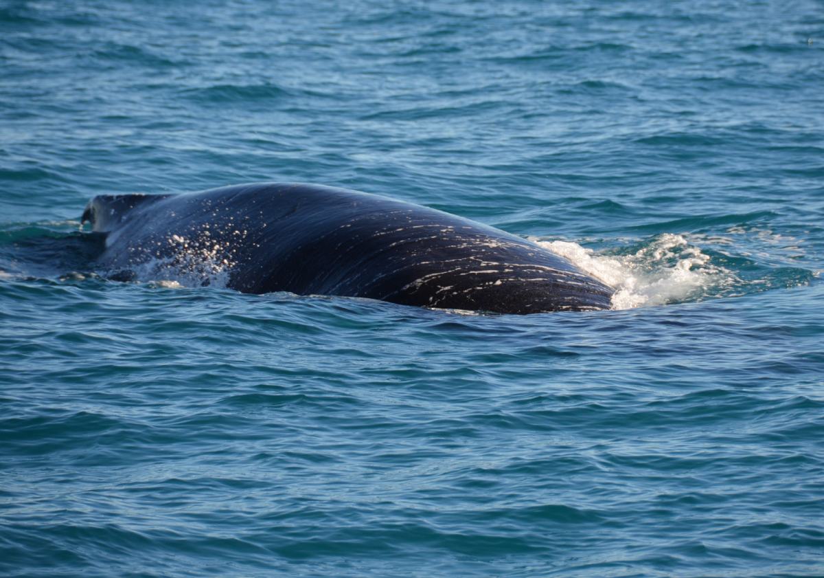 humpback whale in ocean