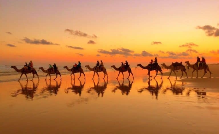 camels on the beach at sunset