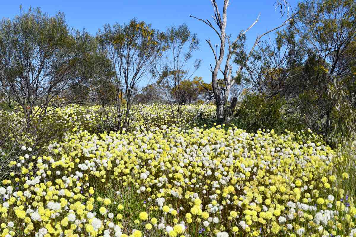 Mullewa Wildflower Walk Trail Western Australia 