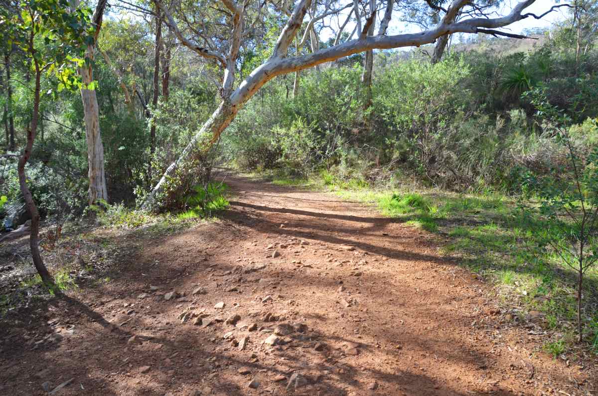 a dirt trail with green grass either side