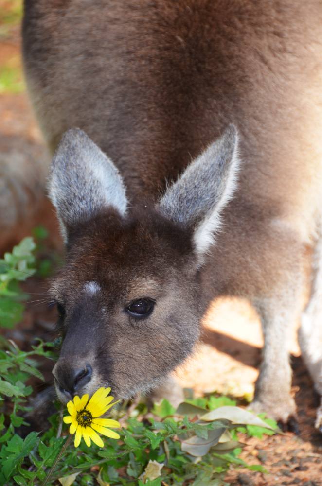close up of a kangaroo eating a yellow flower