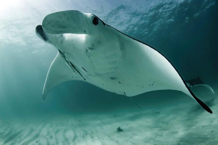 Best Snorkelling Tours in Exmouth (Honest Comparison + What to Book) 5 close up of large manta ray in the ocean with a white belly