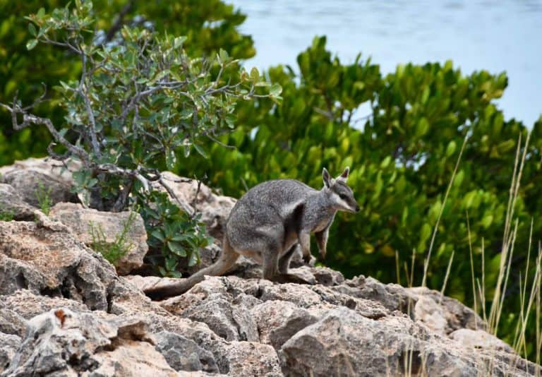 a black footed wallaby sitting on a rock