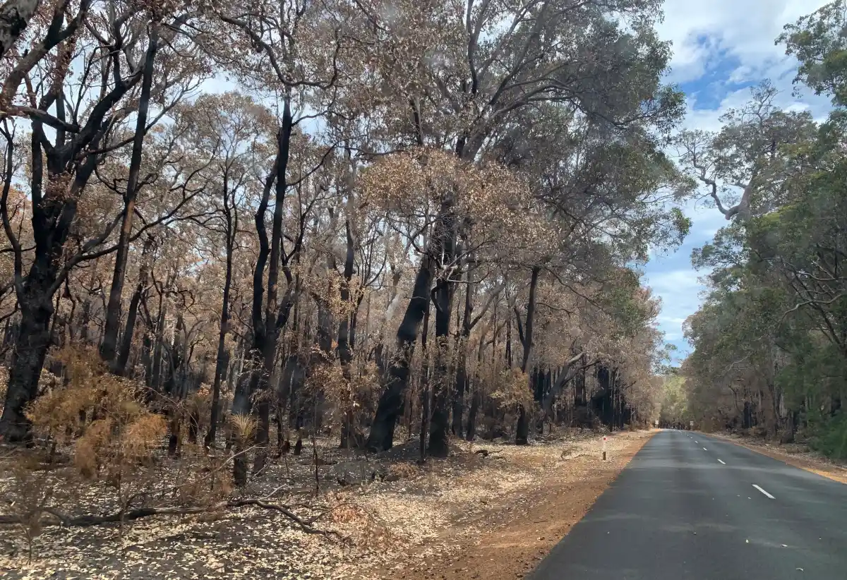 blackened trees and brown leaves from bush fire in forest