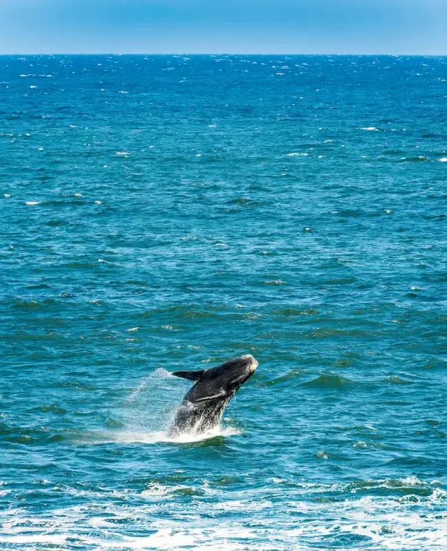 southern right whale jumping out of the ocean