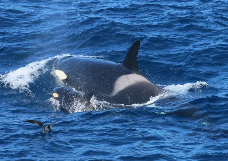 20 Must Do Things To Do in South West WA: Locals Guide 2026 5 close up of a wild orca near bremer bay on a whale watching tour