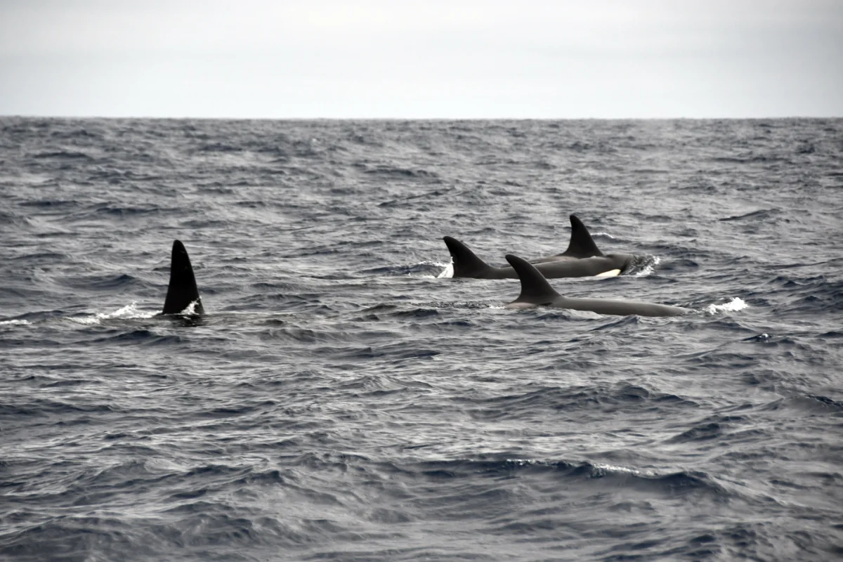 lots of orcas close up