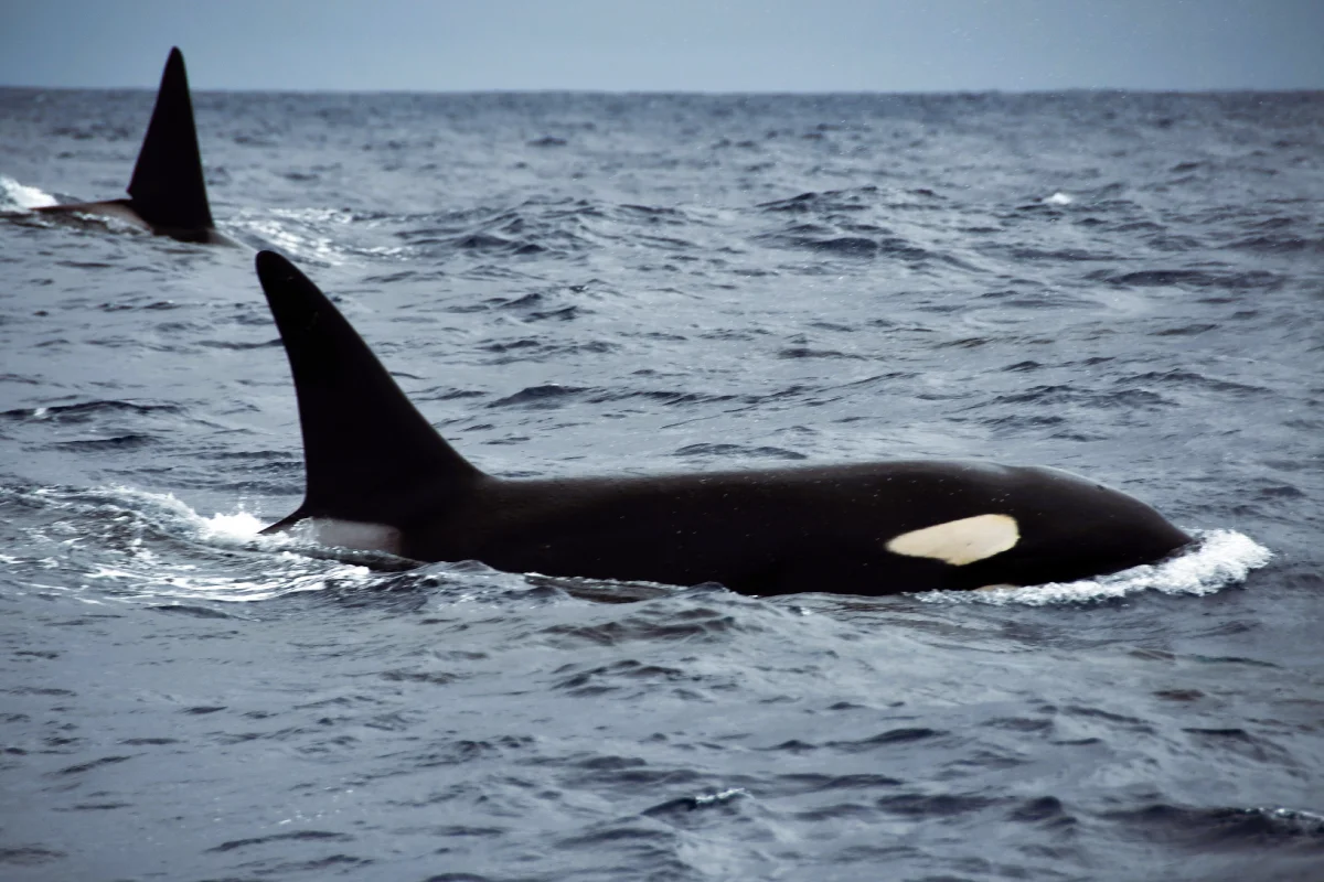 orca up close in the southern ocean