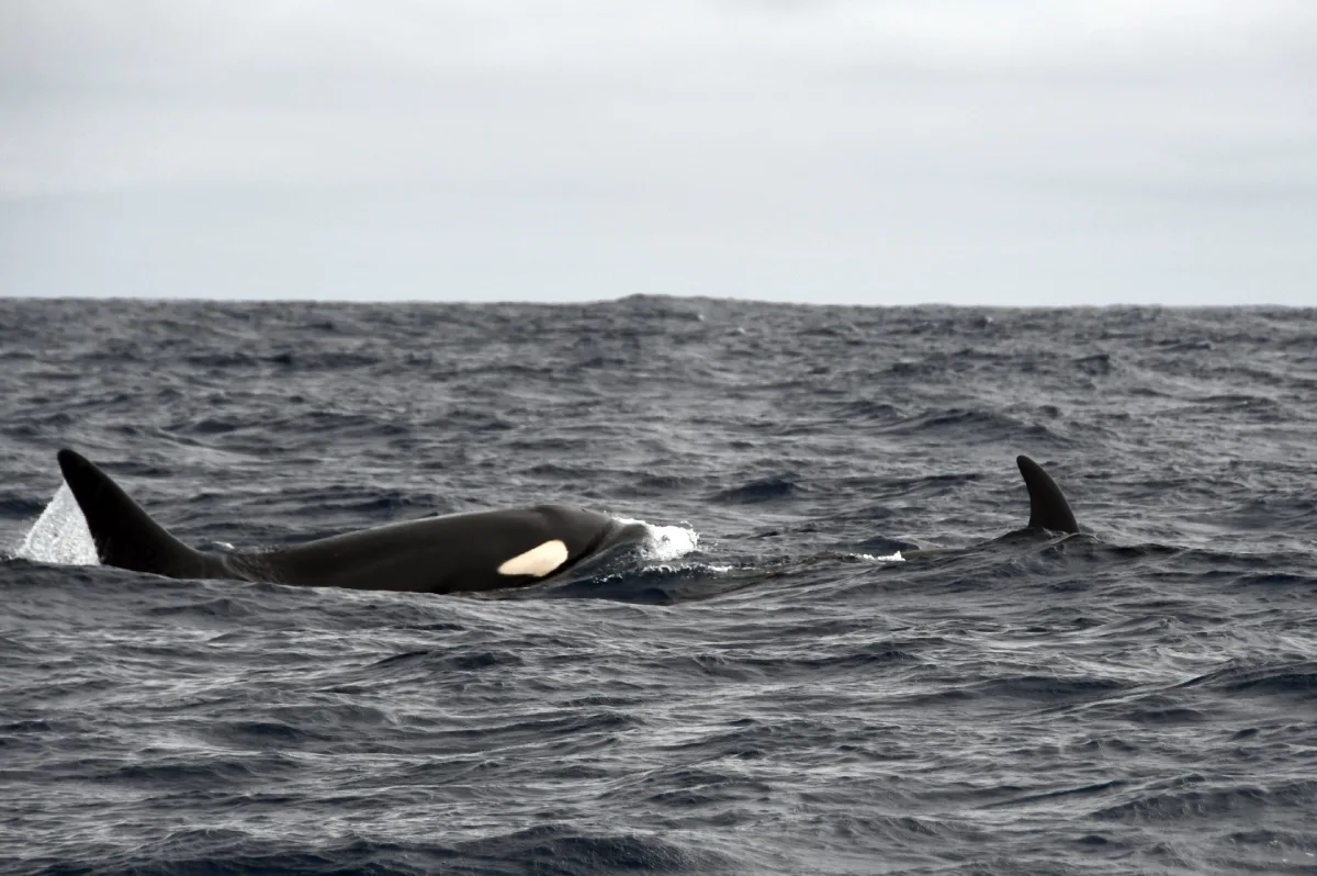 killer whales ortcas swimming alongside boat