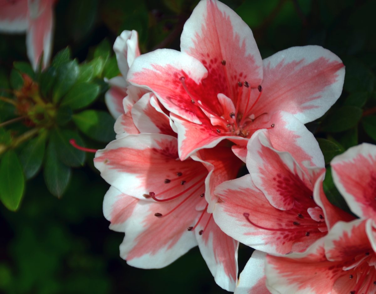 pink and white lillies at aravina estate garden