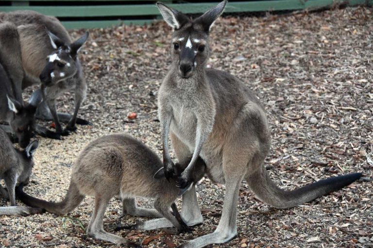 kangaroos at coalmine beach holiday park walpole