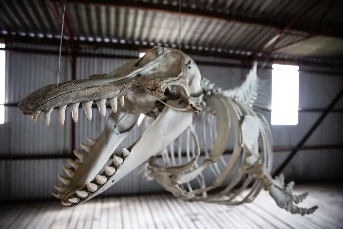 a skeleton of a  bluewhale