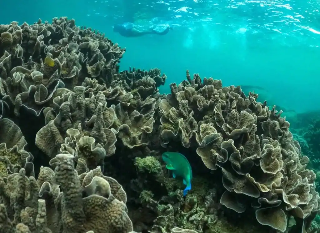 Best Snorkelling Tours in Exmouth (Honest Comparison + What to Book) 4 a snorkeller swimming above coral on the ningaloo reef exmouth