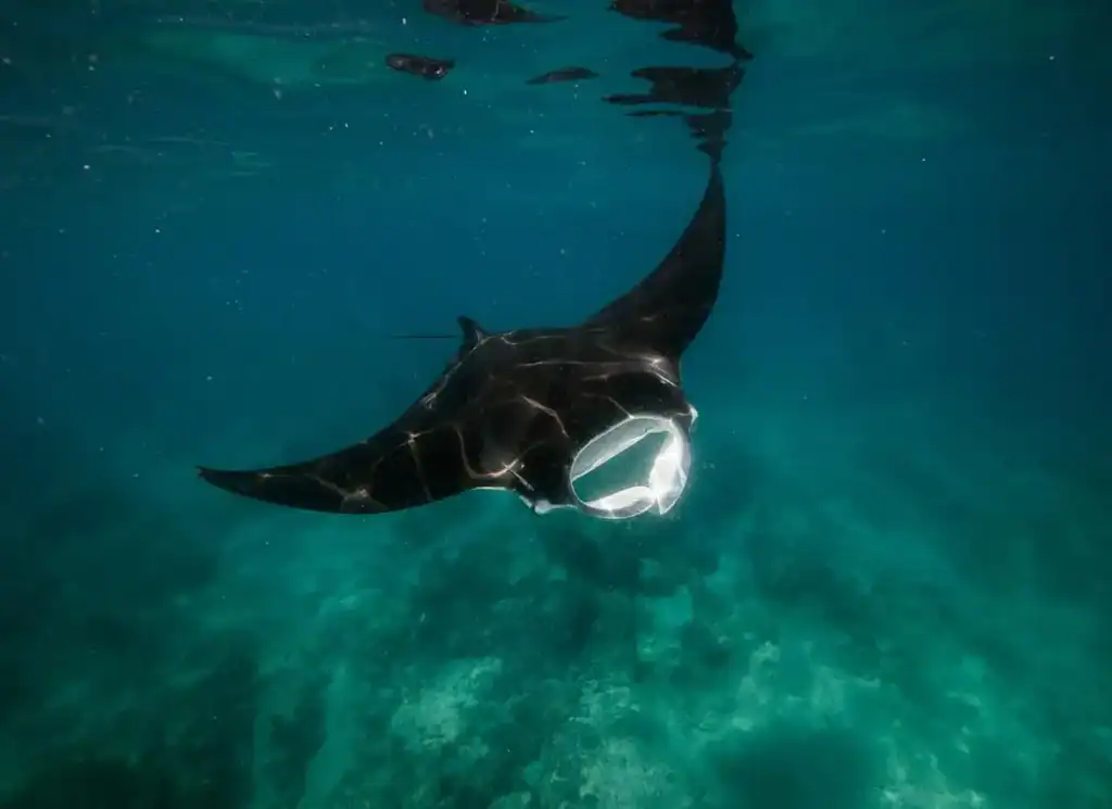 Whale Shark Tours in Exmouth: Everything You Need to Know Before You Book 6 close up of a manta ray in exmouth seen on a tour