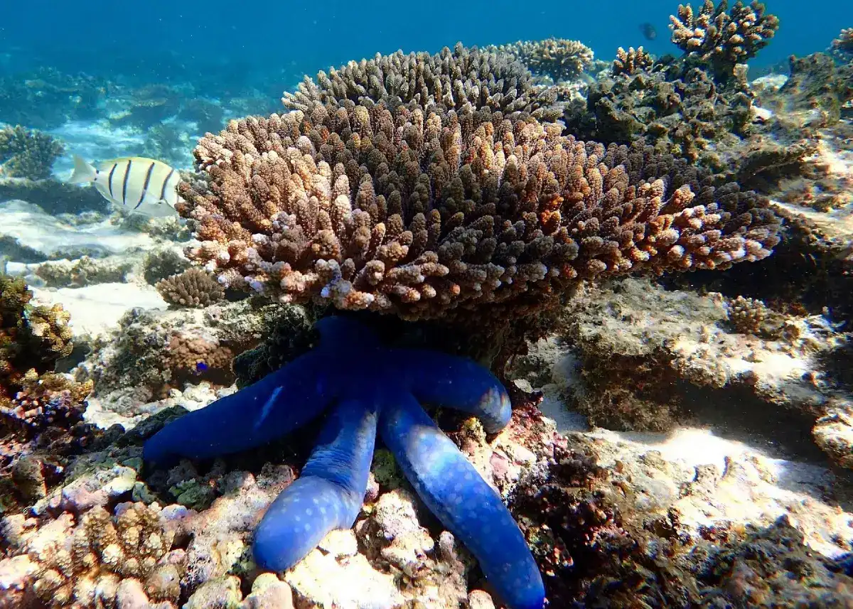 Best Ningaloo Reef Tours: Whale Sharks, Snorkelling & Reef Cruises 1 a blue starfish and fish amongst coral on ningaloo reef exmouth