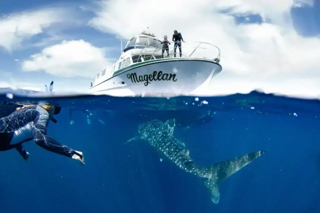 Whale Shark Tours in Exmouth: Everything You Need to Know Before You Book 3 boat of kings ningaloo reef tours by a person swimming with a whale shark in exmouth