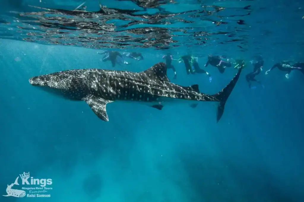 Whale Shark Tours in Exmouth: Everything You Need to Know Before You Book 5 swimmers in the ocean in emouth alongside a whale shark
