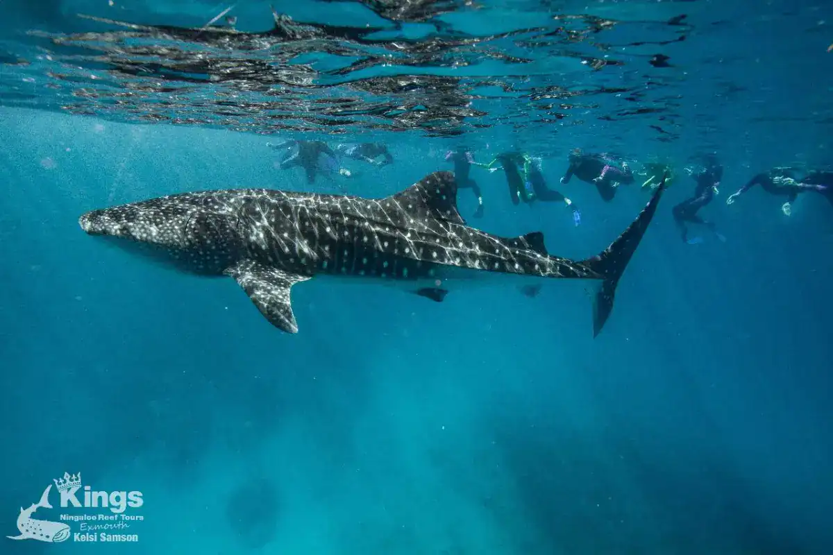 Western Australia Road Trips 2 swimmers in the ocean in emouth alongside a whale shark
