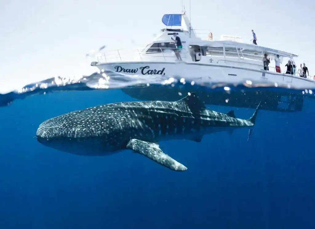 Whale Shark Tours in Exmouth: Everything You Need to Know Before You Book 4 whale shark sswimming by the three islands tour boat in exmouth